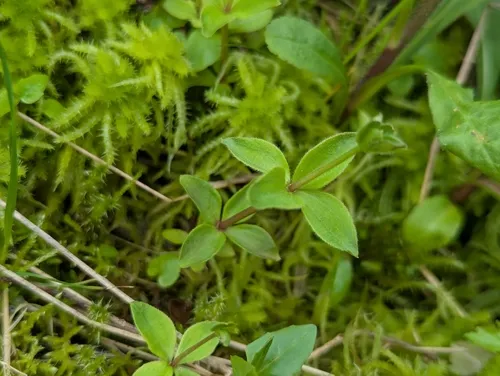 Boreal Bedstraw