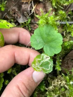 Phytomyza mitellae thumbnail 2