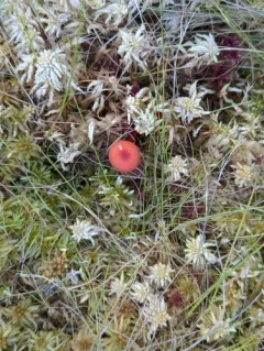 bog waxcap thumbnail 2