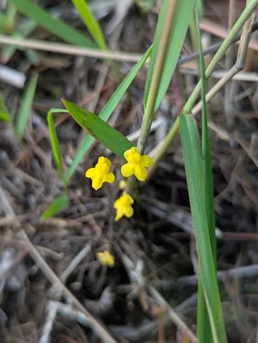 Zigzag Bladderwort