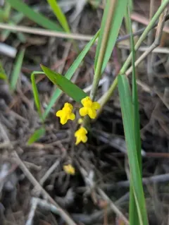 Zigzag Bladderwort thumbnail 1