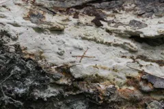 Dichostereum pallescens thumbnail 1