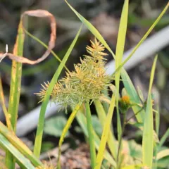 Engelmann's Flatsedge thumbnail 3