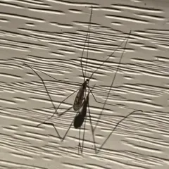 Metalimnobia novaeangliae thumbnail 4