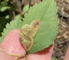 Agromyza valdorensis thumbnail 2