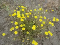 desert dandelion thumbnail 3