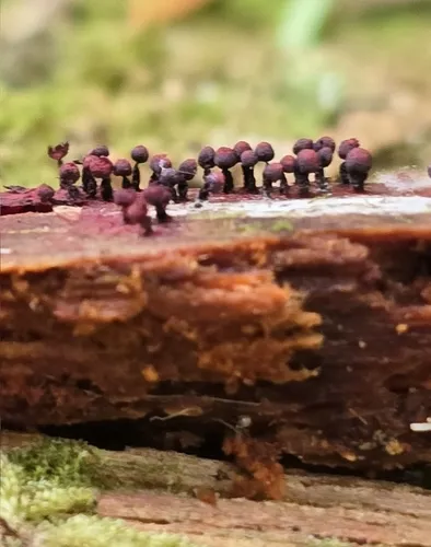 Cribraria purpurea