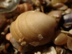 Glandular Bean Mussel thumbnail 1