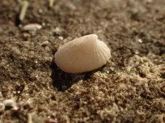Noah's Keyhole Limpet thumbnail 1