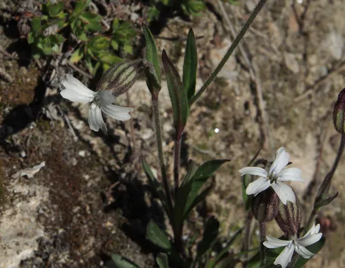 Arctic Catchfly