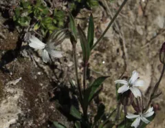 Arctic Catchfly thumbnail 1