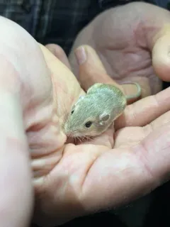 Plains Pocket Mouse thumbnail 1