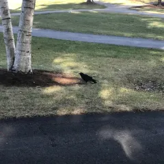 American Crow thumbnail 4