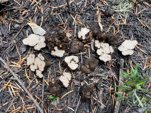 Rhizopogon alexsmithii