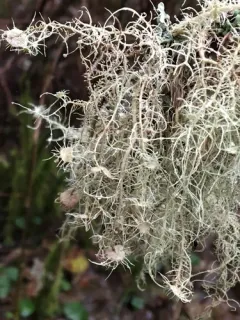 Arizona Beard Lichen thumbnail 2