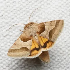 Jaguar Flower Moth thumbnail 2