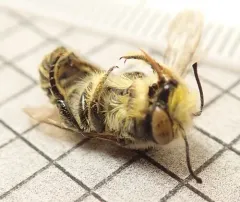 Megachile nevadensis thumbnail 1