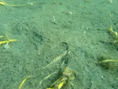 Snakefish thumbnail 1