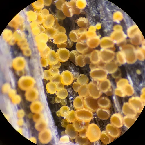 Arachnopeziza trabinelloides