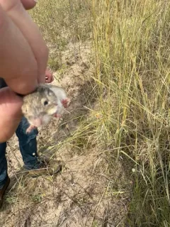 Plains Pocket Mouse thumbnail 2