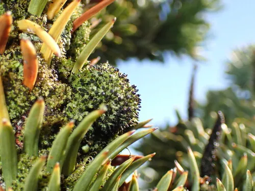 Arboreal Urn Lichen