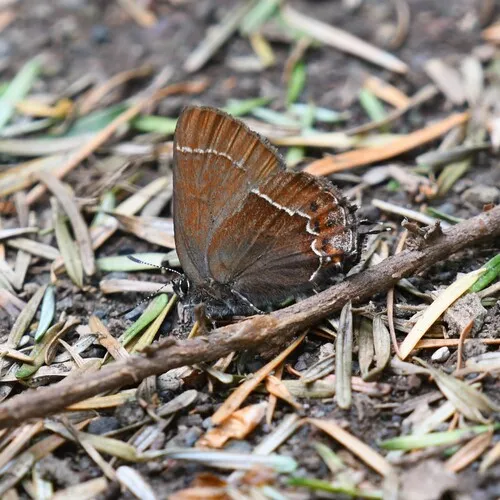 Johnson’s Hairstreak