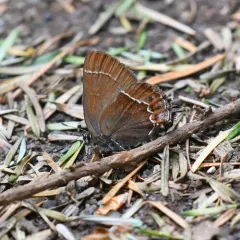 Johnson’s Hairstreak thumbnail 1