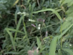 Catchfly grass thumbnail 1