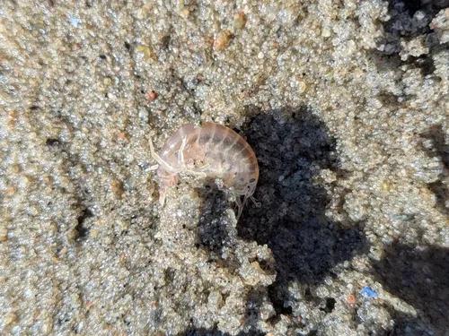 Wecomedon nobilis