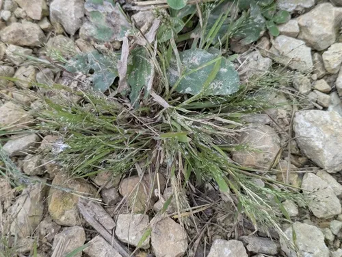 Frank's Lovegrass