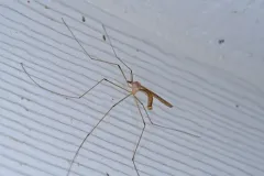 Tipula spenceriana thumbnail 2