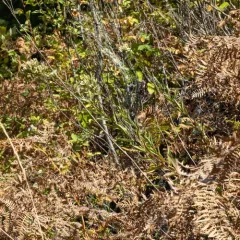 Oregon whitetop aster thumbnail 1