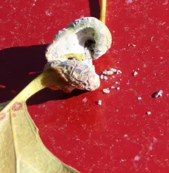 Poplar Spiral Gall Aphid thumbnail 3