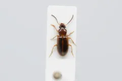 Black-headed Harp Ground Beetle thumbnail 2