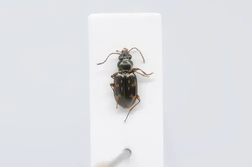 Bembidion versutum
