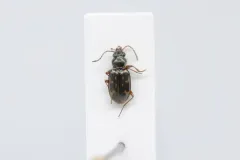 Bembidion versutum thumbnail 1