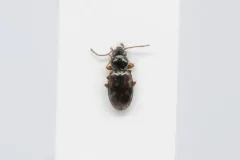Bembidion versicolor thumbnail 2