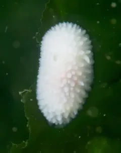 Tuberculate Dorid thumbnail 4