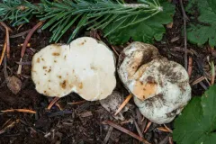 Russula idahoensis thumbnail 1