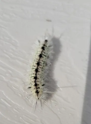 Lophocampa mixta