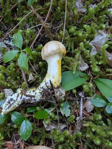 Cystinarius rubiginosus