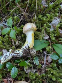 Cystinarius rubiginosus thumbnail 1
