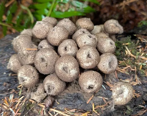 Umber-brown Puffball