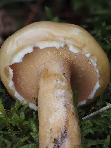 Suillus intermedius