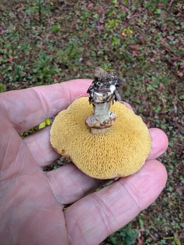 Jellied Bolete