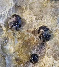 Boreal limpet thumbnail 2