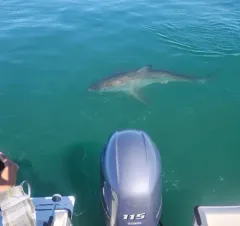 Great White Shark thumbnail 2
