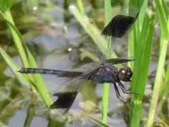 Band-winged Dragonlet thumbnail 4