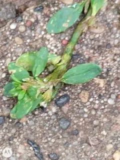 Oval Leaf Knotweed thumbnail 2