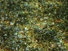 Snakefish thumbnail 2